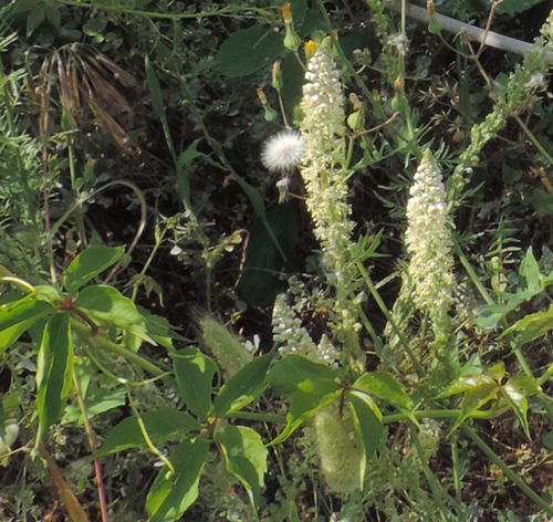 Fiori di dune:  Reseda alba (Resedaceae)